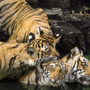 Guru Ghasidas-Tamor Pingla Tiger Reserve notified as India’s 56th tiger sanctuary