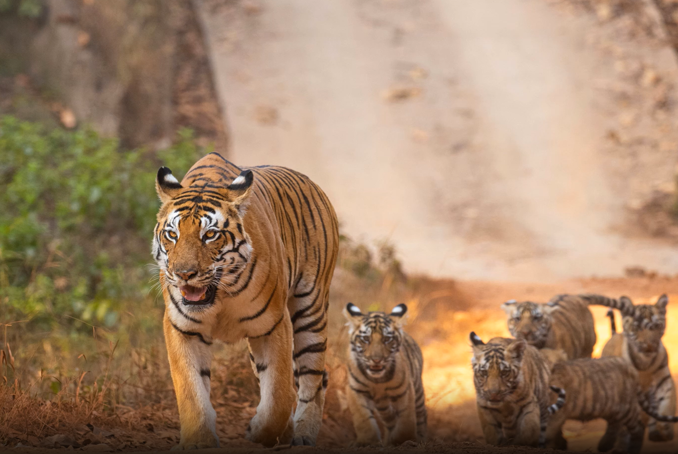 Tiger population